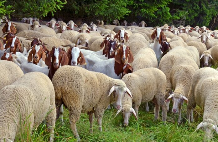 goats_ssheep02