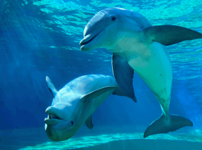 delfinia me alts xaimer