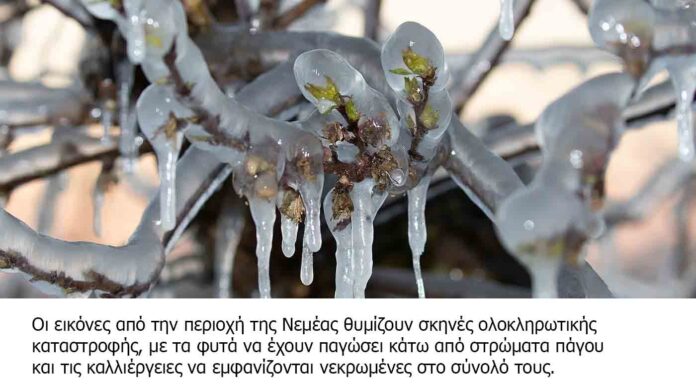 pagetos stin nemea